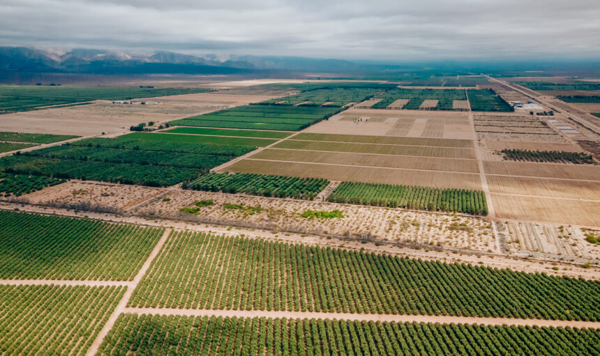 USADO en reporte cultivo