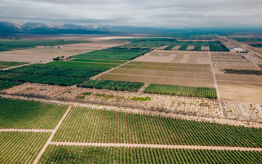 USADO en reporte cultivo